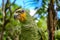 A Green Parrot perched at an Amazon lodge near Iquitos, Peru