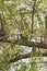 Green Parrot perched on branch, Urban Wildlife, lush green foliage in backdrop