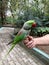 A green parrot perched on the fingers of his trainer in the Aviary of Karanji Lake Park, Mysore