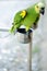 Green Parrot perched on metal stand, pet, psittacine, bird