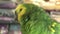 green parrot in the pet shop-detail eye