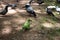 Green parrot with pigeons in city park