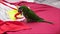 Green parrot playing with toys