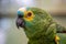 Green parrot popinjay close up with blue and yellow feathers in Malaysia