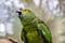 Green parrot popinjay close up with colorful feathers twittering in Malaysia