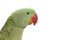 Green parrot profile