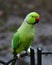 Green parrot with red beak sitting on the metal fence