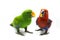 Green parrot and red parrot(Eclectus roratus)