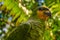 A Green Parrot sits at an Amazon lodge near Iquitos, Peru