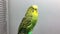 Green Parrot sits on a Crossbeam