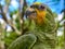 A Green Parrot sits on a perch at an Amazon lodge. Iquitos, Peru