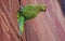 A green parrot sitting on an ancient brick wall. Green indian parrots