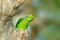 Green parrot sitting on tree trunk with green background. Rose-ringed Parakeet, Psittacula krameri, beautiful parrot in the nature