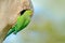 Green parrot sitting on tree trunk with nest hole. Nesting Rose-ringed Parakeet, Psittacula krameri, beautiful parrot in the natur