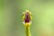 A Green parrot snake prepares to strike in Costa Rica