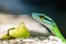 Green Parrot Snake in Wild, at Manuel Antonio National Park, Costa Rica