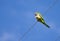 Green parrot in Spain.