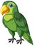 A green parrot standing