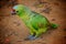 Green parrot standing on the sandy ground