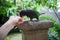 Green parrot, wildlife in Bali birds park