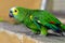 Green parrot, Yellow-chevroned Parakeet, Brotogeris chiriri sitting on a stone wall, Kuala Lumpur Bird park, Malaysia
