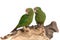 Green parrots