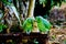 Green parrots closeup in Peruvian Amazon Iquitos