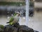 Green parrots drinking water in rome botanical gardens