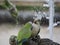 Green parrots drinking water in rome botanical gardens