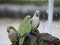 Green parrots drinking water in rome botanical gardens