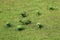 Green parrots on the grass in park of Madrid