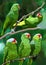 Green parrots in the jungle