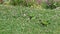 Green Parrots Lawn with Flowers Looking Food. Ciutadella Park Barcelona, Spain