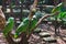 The green parrots macaws in Xcaret park Mexico