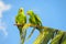 Green parrots on tree