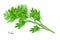 Green parsley branch. Herb plant for cooking and flavor vector illustration. Botanical organic element on white