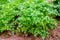 Green parsley grows in the garden