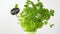 Green parsley herb with name plate in pot on table