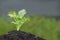 Green parsley plant growth