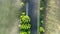 Green passage: top-down aerial of canal amidst tree rows and fields