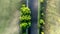 Green Passage: Top-Down Aerial of Canal Amidst Tree Rows and Fields