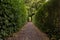 Green passage way with cupressus tree. Beautiful passage way trough park. Secret, mysteruous Green park path