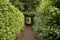 Green passage way with cupressus tree. Beautiful passage way trough park. Secret, mysteruous Green park path