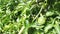 Green passiflora edulis fruit hanging on the vinery stem.