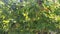 Green passiflora edulis fruit hanging on the vinery stem.