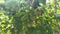 Green passiflora edulis fruit hanging on the vinery stem.