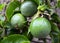 Green passion fruits hanging on the tree in tropical garden.Passiflora edulis fruit also known as Maracuya or Parcha on the vine c