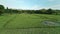 Green pasture, field aerial. Tropic nature landscape. Cow feed grass on meadow at countryside