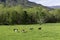 A green pasture field in Cades Cove for the riding horses.