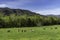 A green pasture field in Cades Cove for the riding horses.